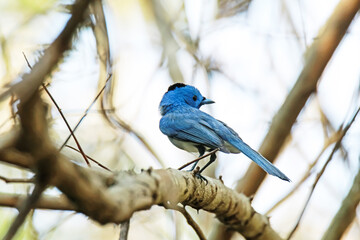 Black-naped Monarch on a branch