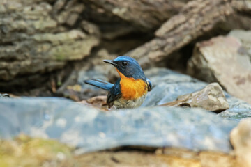 Tickell's Blue Flycatcher on a branch