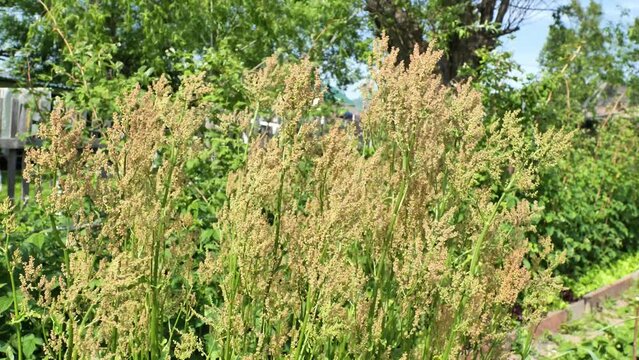 Sorrel blooms in the garden in June. Sorrel, Rumex acetosa, common sorrel or garden sorrel, is a perennial herbaceous plant in the family Polygonaceae. High quality 4k footage