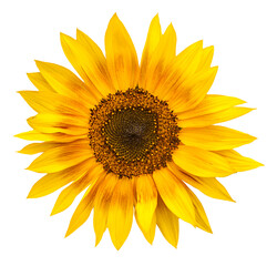 Obraz premium sunflower isolated on white background closeup. Flat lay, top view.