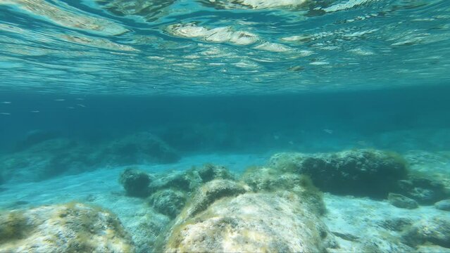 Underwater video of flock of marbled spinefoot fish swimming over rocks in the sea. Crete. Greece