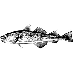 Hand drawn Cod, Fish Sketch Illustration
