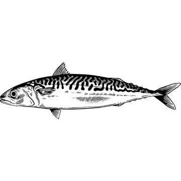 black and white mackerel fish drawing clip art preview