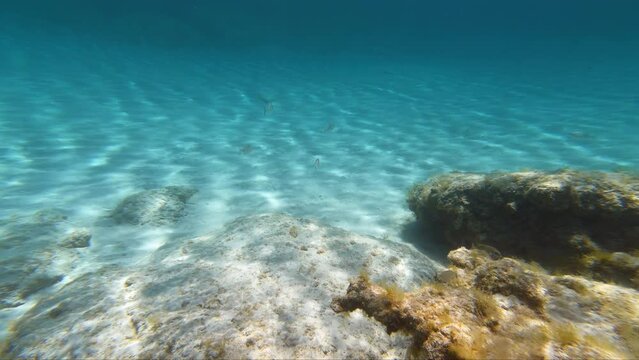 Underwater video of flock of marbled spinefoot fish swimming over rocks in the sea. Crete. Greece