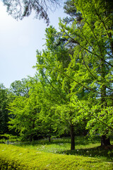 Fototapeta na wymiar 国立武蔵丘陵森林公園｜緑がとても豊かで広々として気持ちの良い公園でした 