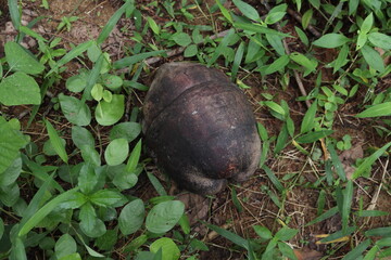 A dry out and fallen Coconut fruit on the ground, View from the above