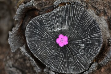 flower on tree trunk