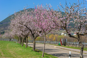 Mandelblüte entlang der sogenannten Mandelmeile bei Edenkoben. Region Pfalz im Bundesland...