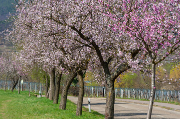 Mandelblüte entlang der sogenannten Mandelmeile bei Edenkoben. Region Pfalz im Bundesland Rheinland-Pfalz in Deutschland