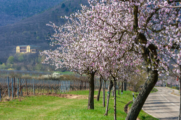 Mandelblüte entlang der sogenannten Mandelmeile bei Edenkoben. Im Hintergrund die Villa...
