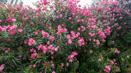 Obraz na płótnie Canvas Red oleander peach flowers in full bloom in the community