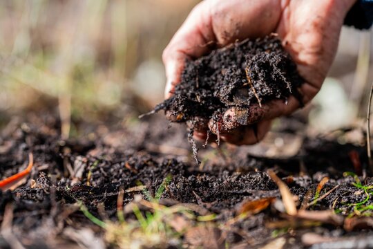 regenerative organic farmer, taking soil samples and looking at plant growth in a farm. practicing sustainable agriculture.