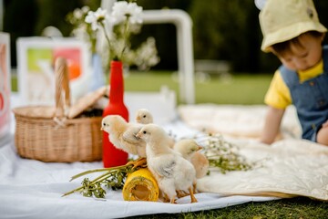 cute chickens on a picnic