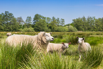 Mother sheep with lambs in the grass in Drenthe, Netherlands