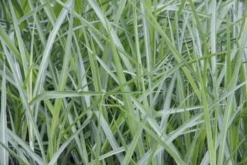Obraz premium Green leaf