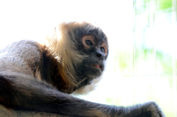 Naklejka premium ジェフロイクモザル