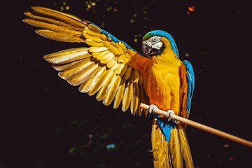 Exotic yellow and blue macaw parrot on a branch with its wing out - obrazy, fototapety, plakaty