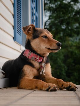 Huntaway dog lying in a relaxed sprawl on a porch outside a house