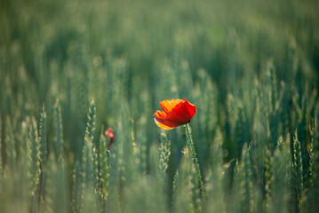 Singel poppy in the unripe wheat field in the late spring, Hungary