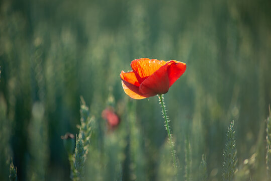 Singel poppy in the unripe wheat field in the late spring, Hungary