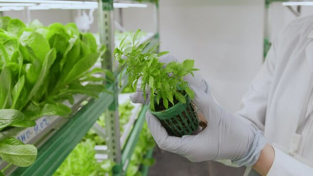 Close up focus on hands of unrecognizable person in medical uniform holding plug plant closely looking at its leaves