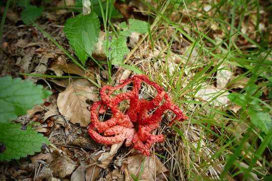 clathrus rubus or letticed stinkhorn is a colorful, non edible mushroom spread in southern europe
