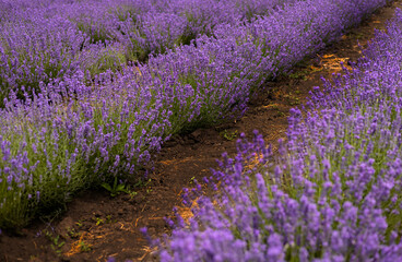 lavender field purple flowers beautiful cloudy sky summertime. bee on top of flower.rows of plants and yellow orange old rusted car in background.old peeled wood window frame decor vintage retro style