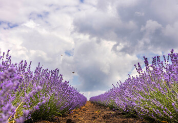 lavender field purple flowers beautiful cloudy sky summertime. bee on top of flower.rows of plants and yellow orange old rusted car in background.old peeled wood window frame decor vintage retro style