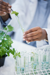 Hands, plant and scientist in laboratory with test tubes, experiment or research on leaves, growth...