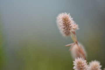 trifolium arvense