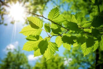Fototapeta na wymiar Leaves green summer sun. Generate Ai