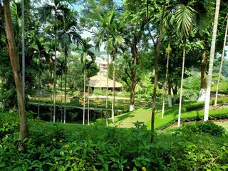 Lush, tropical garden with vibrant palm trees and grassy fields on a sunny day