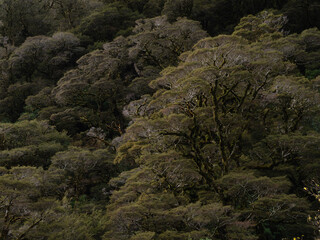 Rainforest greenery abstrack background