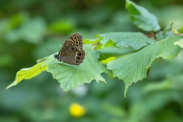 Woodland Brown Butterfly (Lopinga achine)