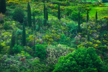 Fototapeta premium Vegetation with cypresses in spring in Tuscany. Abstract background or texture in nature