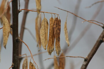 dry leaves on a branch