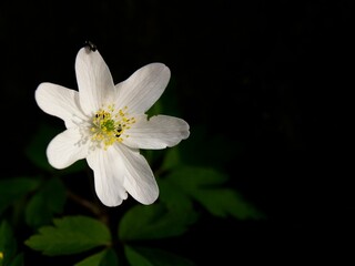 wood anemone (Anemone nemorosa) against a dark background