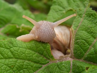 snail (Helix pomatia) eats a leaf © M  Hieber/Wirestock Creators