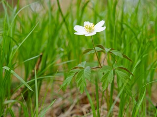 wood anemone (Anemone nemorosa) is in the woods between grasses