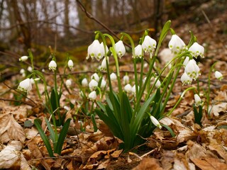 Snowdrops (Leucojum vernum) in the forest. Spring in Germany