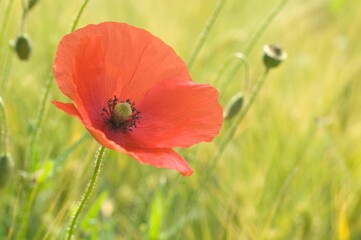Blooming red poppy (Papaver rhoeas) in cereal box, close-up