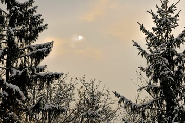 With snow covered trees, winter, southern Germany