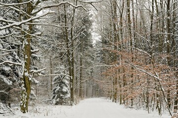 Forest with snow, winter in Germany