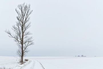 Fototapeta na wymiar Slender tree by the roadside in the snow-covered landscape, wint