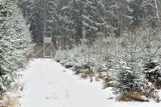 Snowy coniferous in southern Germany, image as background, wallp