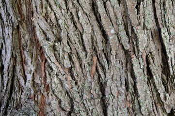 Closeup of the bark of a willow (Salix). Background