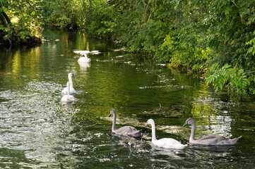 Swans (Cygnini) with pups in a river. Summer in Germany