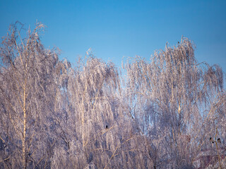 Winter birch forest in white snowy hoarfrost