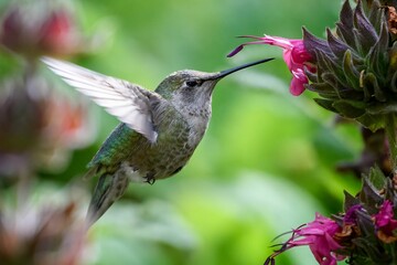 Fototapeta na wymiar Selective focus shot of a hummingbird flying to drink from a flower