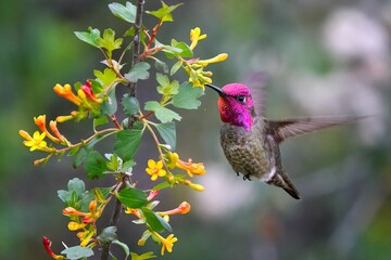 Selective focus shot of a hummingbird flying to drink from a flower